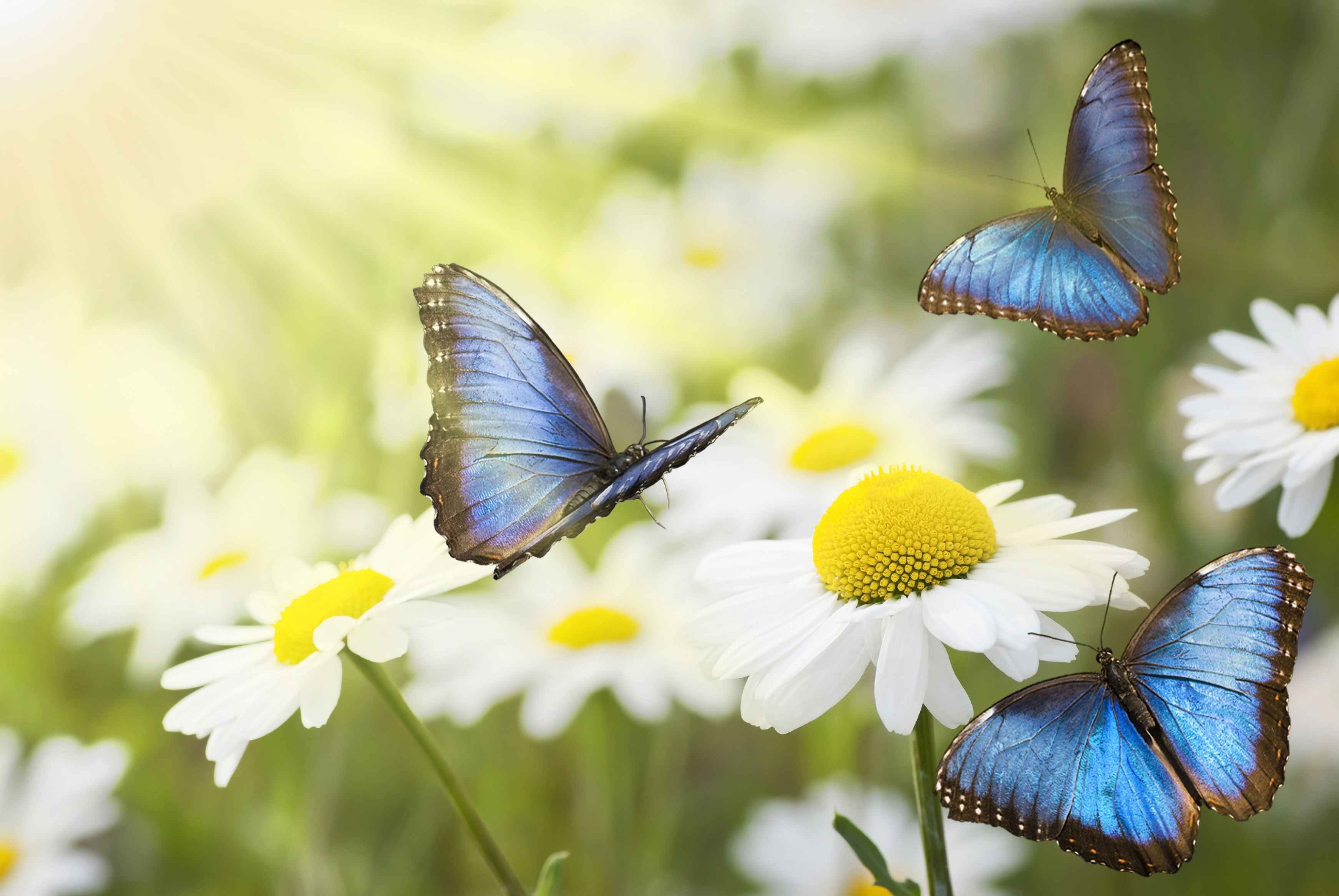 sunny meadow with blue butterflies